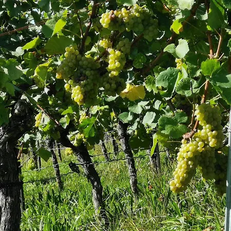 S-bahn Naehe Schwaikheim